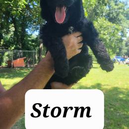 Labradoodle Puppies from Pawpaws Doodles