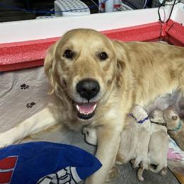 Golden Retriever Puppies from Ruff Life Goldens