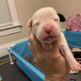 Girl 2 - White Boxer puppy in Colorado Springs, Colorado from Premier Puppies