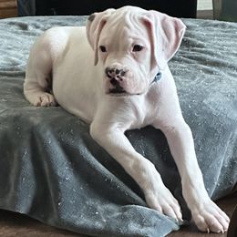 Boxers from House of Onyx Boxers