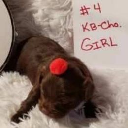 Not named - Liver female Yorkshire Terrier puppy in Marion Station, Maryland from Anna's Yorkie Treasures