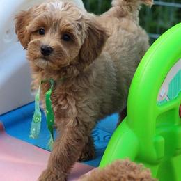 Bernedoodle, Goldendoodle, and Labradoodle Puppies from Apple Creek Doodles