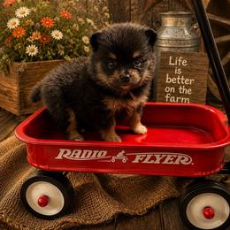 Willow - Blue and tan female Pomeranian puppy in Sandia, Texas from Broken Arrow Poms