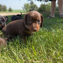 Dachshund Puppies from JF Doxies