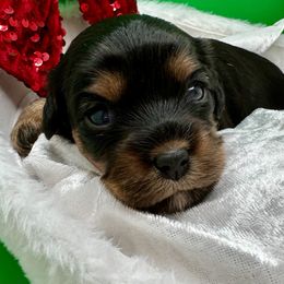 Autumn - Black and tan female Cavapoo puppy in Cameron, South Carolina from Sassy Sailor & Company