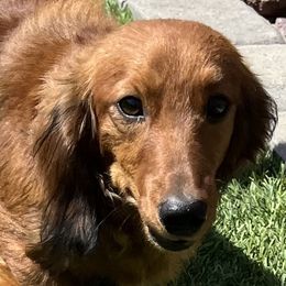Mufasa - Dachshund