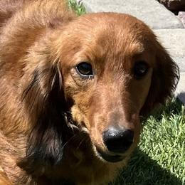 Mufasa - Dachshund