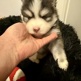 Pugsley - Wolf sable male Pomsky puppy in Magnolia, Texas from Solace Shelties and Pomskies