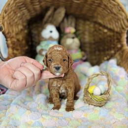 Baron - Red  male Goldendoodle puppy in Wharton, Texas from Little Fur Friends