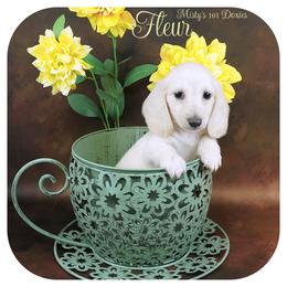 FLEUR - AKC Registered 3200 - Cream female Dachshund puppy in Graceville, Florida from Misty's 101 Doxies