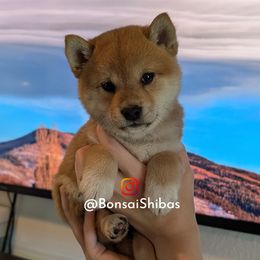 MOMO - Red female Shiba Inu puppy in Minnesota from BonsaiShibas