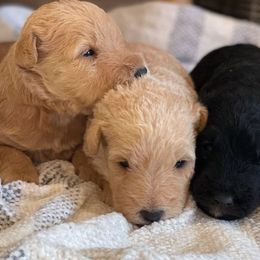 Airedale Terrier, Lakeland Terrier, and Welsh Terrier Puppies from Anne's Pups