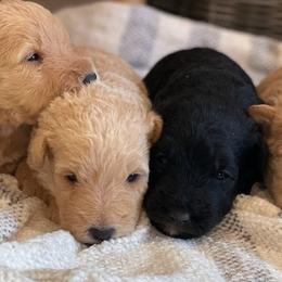 Airedale Terrier, Lakeland Terrier, and Welsh Terrier Puppies from Anne's Pups