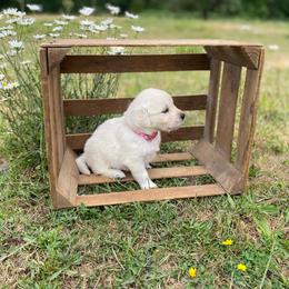 Pink (Bubbles) - Light golden female Golden Retriever puppy in Silverton, Oregon from Silver Morning Farm
