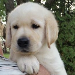 Labrador Retrievers from Chestnut Hill
