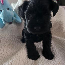 Girl 4 green - Black female Miniature Schnauzer puppy in Fresno, California from Findell Kennel, LLC