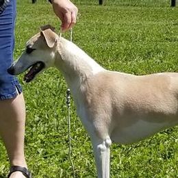 Patsy - Whippet