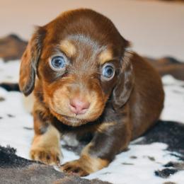 Dachshund Puppies from Sparkles & Spurs Mini Dachshunds