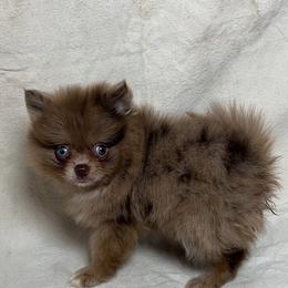 Rolo (easy to train) - Chocolate merle male Pomeranian puppy in Hughes Springs, Texas from Hughes Springs Tx Poms