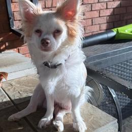 Monica - Chihuahua