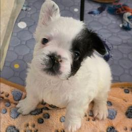 Harry Potter - Black and white male French Bulldog puppy in Franklinton, North Carolina from Sweet Carolina Kennel