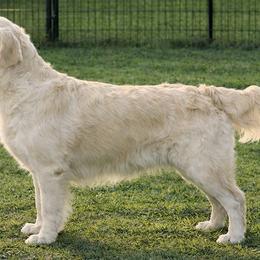 Riley - Golden Retriever