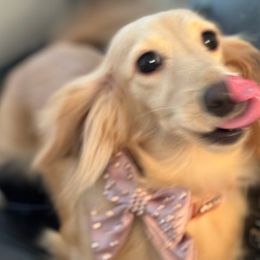 Piper - Dachshund