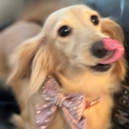Piper - Dachshund