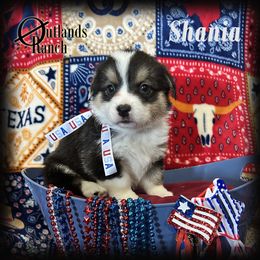 Shania - Black and tan female Pembroke Welsh Corgi puppy in Anson, Texas from Outlands Ranch