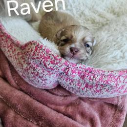 Raven - Cream sable parti female Pomeranian puppy in Littleton, Colorado from Blaylock's Pomeranian Puppies