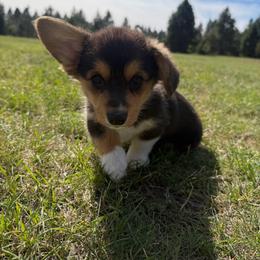Onyx - Black and tan female Pembroke Welsh Corgi puppy in Washington from Castle View Royal Rumps