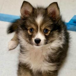 Little Joy - Wolf sable female Pomsky puppy in Magnolia, Texas from Solace Shelties and Pomskies