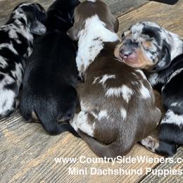 Dachshunds from CountrySide Wieners