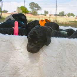 Poodle Puppies from Future Pioneers Farming