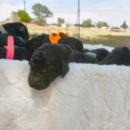Poodle Puppies from Future Pioneers Farming