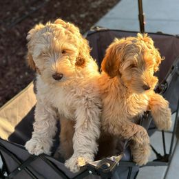 Australian Labradoodle Puppies from Palo Alto Labradoodles