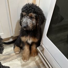 Dobby - Tri-color Bernedoodle puppy in Knoxville, Tennessee from Bright Side Doodles