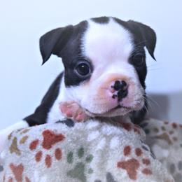 Baby Ophelia - Black and white female Boston Terrier puppy in Kingsport, Tennessee from Sleepwalker Bostons
