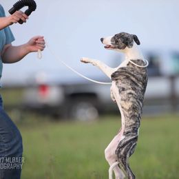 Whippet Puppies from Winstar Whippets