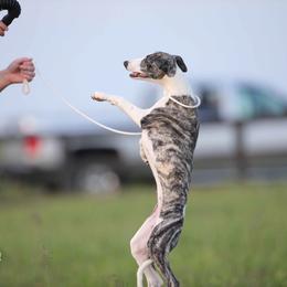 Whippet Puppies from Winstar Whippets