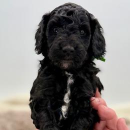 Lark - Black male Poodle puppy in Peyton, Colorado from Fuzzybottoms Ranch LLC
