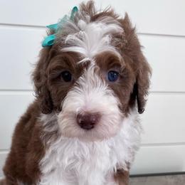 Bonnie - Sable female Bernedoodle puppy in Garrettsville, Ohio from Sunset Family Farm