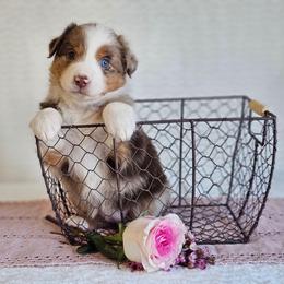 Roanie - Red merle female Australian Shepherd puppy in Mountain Grove, Missouri from K Bar H Farms