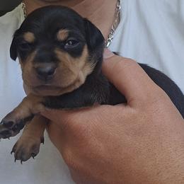 Girl 1 - Black and rust female Miniature Pinscher puppy in Blossvale, New York from CNY Miniature Pinschers