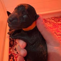 Archie - Black male Scottish Terrier puppy in Stanford, Kentucky from Bluegrass Scottish Terriers
