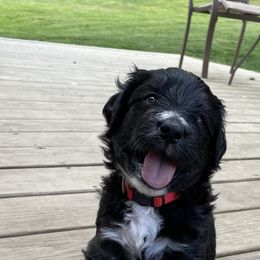 Bernedoodle Puppies from Oodles of Doodles