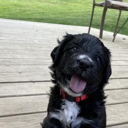 Bernedoodle Puppies from Oodles of Doodles