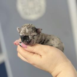 Chihuahua Puppies from Cloud9 Chihuahuas