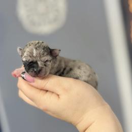 Chihuahua Puppies from Cloud9 Chihuahuas