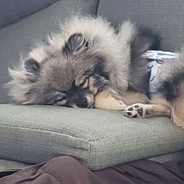 Pomeranian Puppies from Heartlove Poms